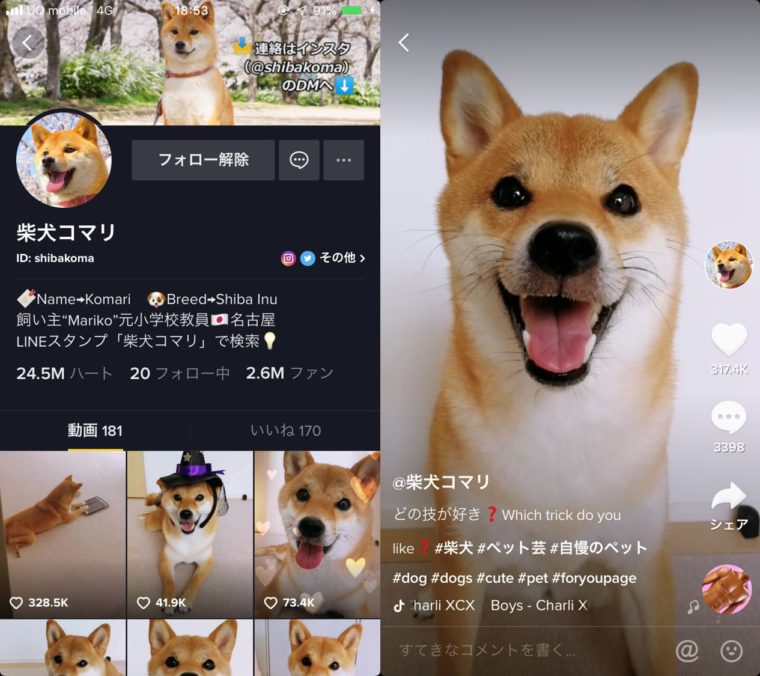 TikTokの人気投稿者 柴犬コマリ
